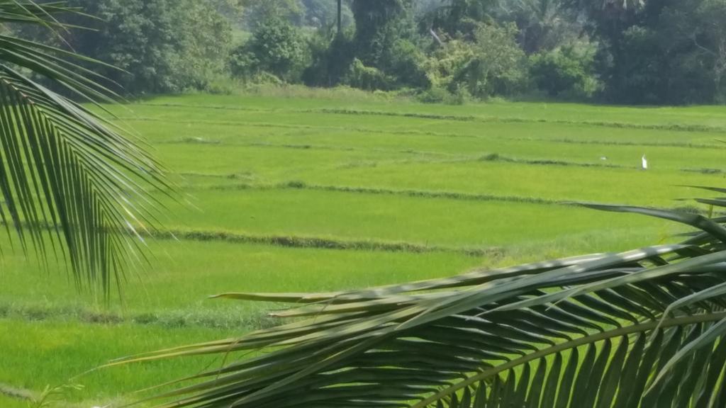 Hotel Serene View Tourist Rest Anuradhapura Esterno foto