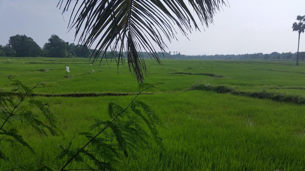 Hotel Serene View Tourist Rest Anuradhapura Esterno foto